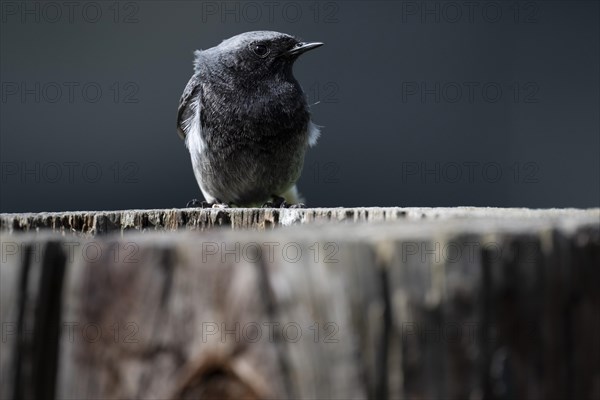 Black redstart (Phoenicurus ochruros), young bird, sitting on a tree trunk, Stuttgart, Baden-Wuerttemberg, Germany, Europe