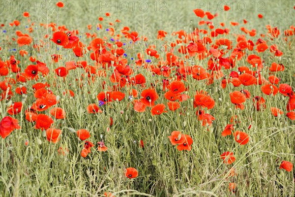 Poppy flowers (Papaver rhoeas), Baden-Wuerttemberg, A field full of bright red poppies with a green background, poppy flowers (Papaver rhoeas), Baden-Wuerttemberg, Germany, Europe