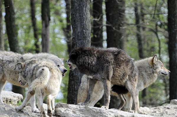 Mackenzie valley wolf (Canis lupus occidentalis), Captive, Germany, Europe, Three wolves on a rock communicate with each other in the forest, Tierpark, Baden-Wuerttemberg, Europe