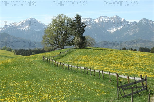 Common dandelion (Taraxacum) in bloom against the backdrop of the Allgaeu Alps near Fuessen, Ostallgaeu, Bavaria, Germany, Europe