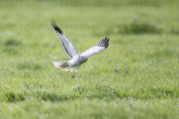 Hen harrier (Circus cyaneus) flying, Emsland, Lower Saxony, Germany, Europe