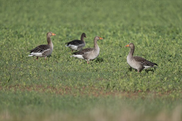 Greylag geese (Anser anser), greylag geese standing and lying in a field, Thuringia, Germany, Europe