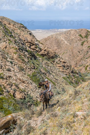 Traditional Kyrgyz eagle hunter riding with eagle in the mountains, hunting on horseback, near Bokonbayevo, Issyk Kul region, Kyrgyzstan, Asia