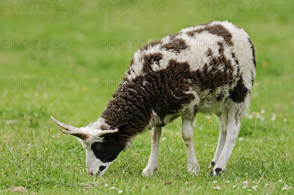 Jacob sheep (Ovis ammon f. aries), Lower Saxony Germany