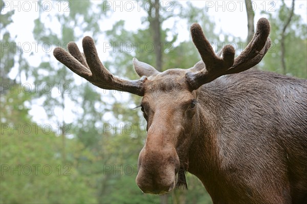 Eurasian elk (Alces alces alces), bull elk, portrait, captive, Germany, Europe