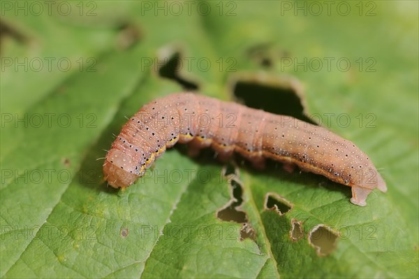 Vegetable owl (Lacanobia oleracea), caterpillar, North Rhine-Westphalia, Germany, Europe