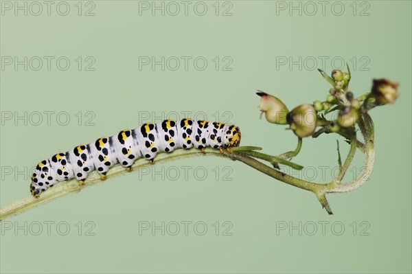 Brown-root monk (Shargacucullia scrophulariae), caterpillar on knotted brown-root or knotted brown-root (Scrophularia nodosa), North Rhine-Westphalia, Germany, Europe