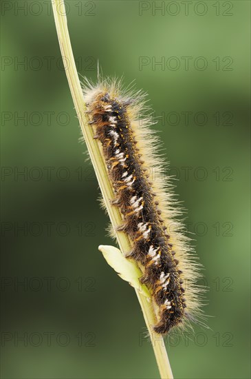 Drinker moth (Euthrix potatoria), caterpillar, North Rhine-Westphalia, Germany, Europe