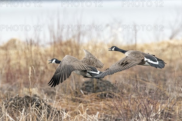 Canada geese (branta canadensis), pair flying over a frozen marsh, Lac Saint-Pierre biosphere reserve, province of Quebec, Canada, AI generated, North America