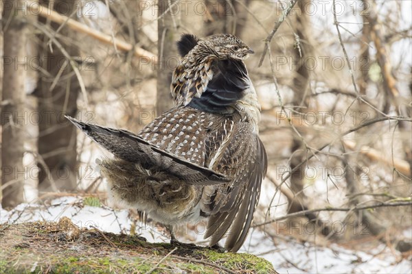 Ruffed grouse (Bonasa umbellus), male standing on a trunk and watching, courtship gesture, La Mauricie national park, Province of Quebec, Canada, AI generated, North America
