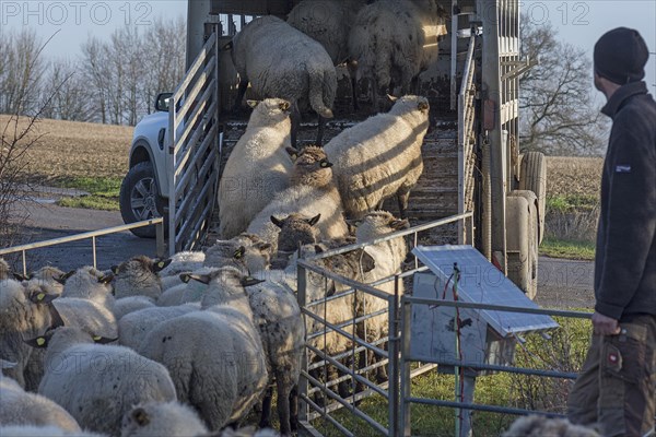 Black-headed domestic sheep (Ovis gmelini aries) being loaded into a double-decker livestock trailer, shepherd on the right, Mecklenburg-Western Pomerania, Germany, Europe
