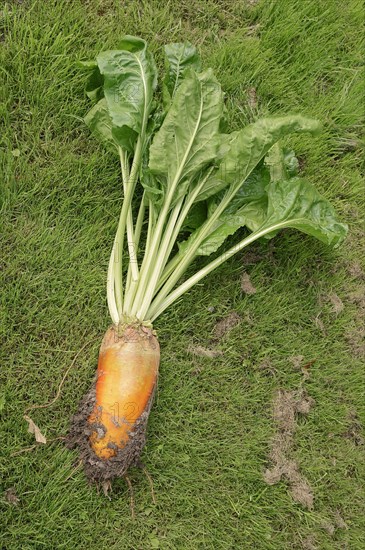 Fodder beet or beetroot (Beta vulgaris subsp. vulgaris var. crassa), North Rhine-Westphalia, Germany, Europe