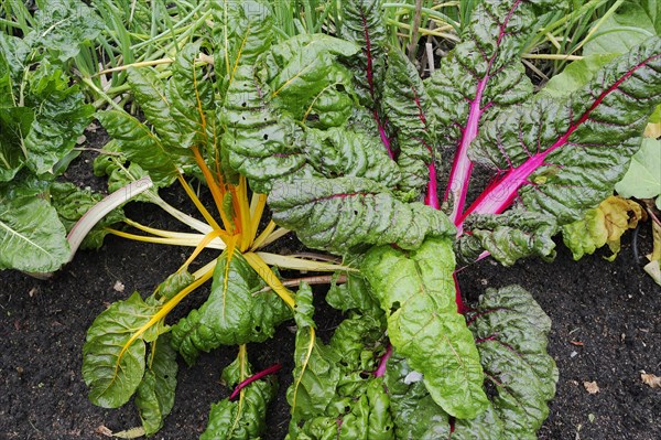 Yellow chard and red chard (Beta vulgaris subsp. vulgaris), North Rhine-Westphalia, Germany, Europe