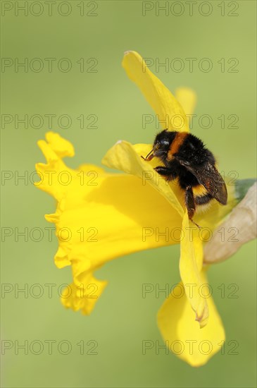 Large earth bumblebee (Bombus terrestris) on yellow narcissus (Narcissus pseudonarcissus), North Rhine-Westphalia, Germany, Europe
