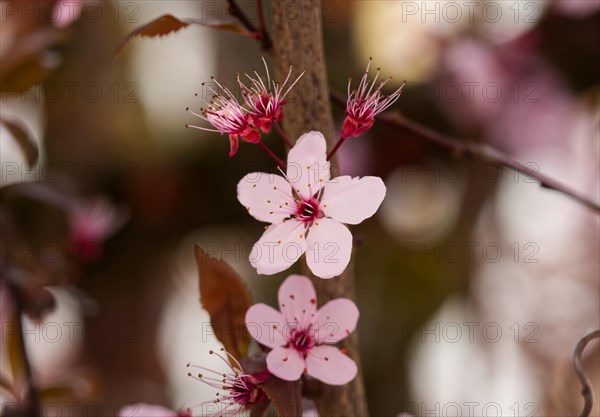 Blossom of a blood plum (Prunus cerasifera 'Nigra')