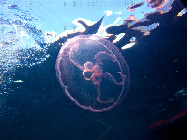 Common jellyfish (Aurelia aurita) just below the surface, dive site Amber Jack, Destin, Panhandle, Gulf of Mexico, Florida, USA, North America