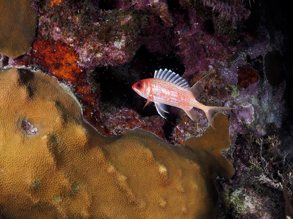 Longspine squirrelfish (Holocentrus rufus) at night, dive site John Pennekamp Coral Reef State Park, Key Largo, Florida Keys, Florida, USA, North America