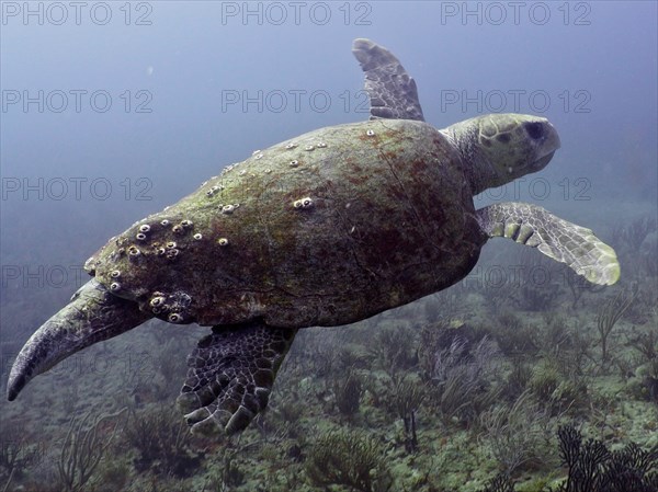 Loggerhead sea turtle (Caretta caretta), dive site Breakers, Palm Beach, Florida, USA, North America