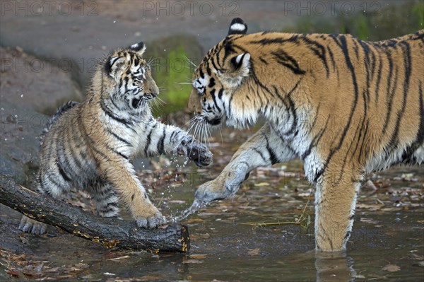 A young tiger raises its paw in the water while playing with an adult, Siberian tiger, Amur tiger, (Phantera tigris altaica), cubs