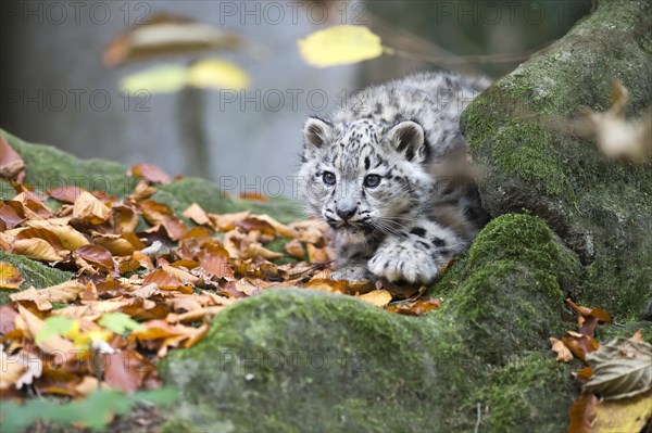 A snow leopard young lies on a bed of moss and looks curiously, Snow leopard, (Uncia uncia), young