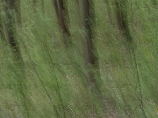 Abstract image of trees in a forest, motion blur, wipe effect, Leoben, Styria, Austria, Europe