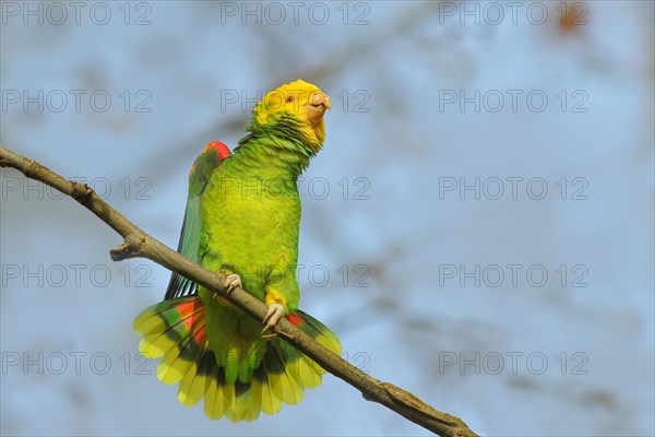 Yellow-headed Amazon (Amazona oratrix belizensis), mating on a sycamore branch, blue sky, Rosensteinpark, Stuttgart, Baden-Wuerttemberg, Germany, Europe