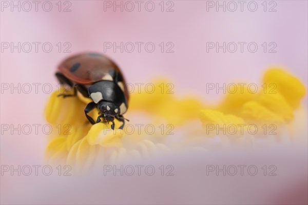 Seven-spot ladybird (Coccinella septempunctata) adult on a garden Camellia flower in spring, England, United Kingdom, Europe