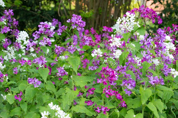 A colourful flower bed with purple and white flower-bed, annual honesty (Lunaria annua) or garden silverleaf, Judas silverleaf, Judas penny, silver thaler, violet or garden moon violet, fresh green leaves, garden, spring, springtime, Allertal, Lower Saxony, Germany, Europe