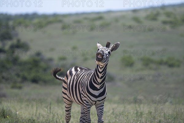 Plains zebra (Equus quagga), Funny Zebra, Addo Elephant National Park, Eastern Cape, South Africa, Africa