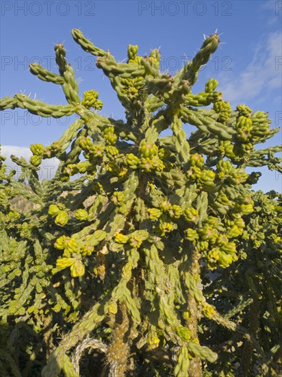 A large green cactus under a blue sky in natural sunlight, prickly pear, Valtierra, Navarra, Spain, Europe