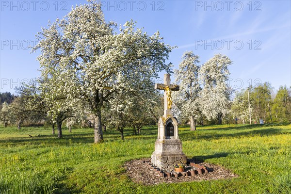 Field cross at a meadow orchard, pear tree blossom (Pyrus), pome fruit family (Pyrinae), spring, Ulzhausen, Waldbeuren, Pfrunger-Burgweiler Ried, Baden-Wuerttemberg, Germany, Europe