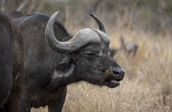 African buffalo (Syncerus caffer caffer) with yellowbill oxpecker (Buphagus africanus), in dry grass, Kruger National Park, South Africa, Africa