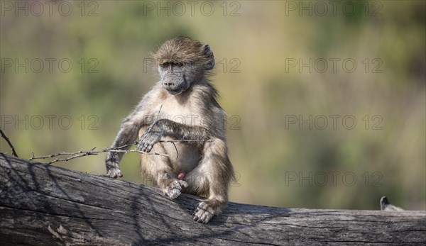Chacma baboon (Papio ursinus), male young sitting on a tree trunk, Kruger National Park, South Africa, Africa