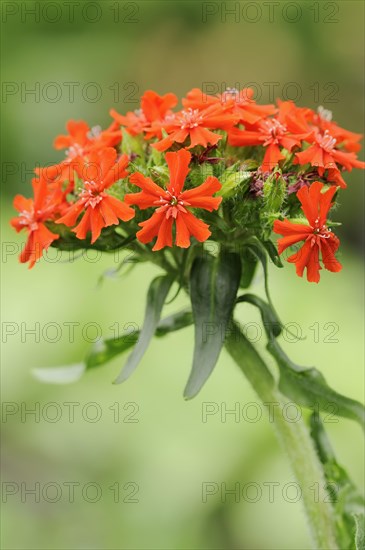 Burning love or scarlet campion (Lychnis chalcedonica, Silene chalcedonica), inflorescence, ornamental plant, North Rhine-Westphalia, Germany, Europe