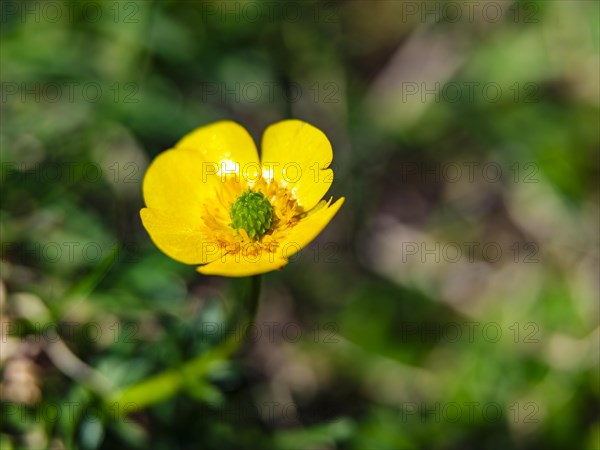 Mountain buttercup (Ranunculus montanus agg.), Berchtesgaden National Park, Halsalm, Ramsau, Berchtesgadener Land, Bavaria, Germany, Europe