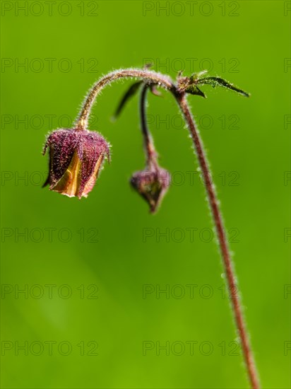 Water avens (Geum rivale), Piding, Berchtesgadener Land, Bavaria, Germany, Europe