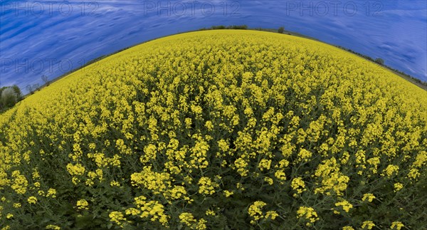 Rapeseed field, field with rapeseed (Brassica napus), panoramic photo, Cremlingen, Lower Saxony, Germany, Europe