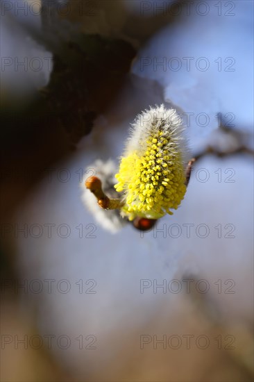 Flowering goat willow (Salix caprea), flower catkins with pollen on a branch, close-up, North Rhine-Westphalia, Germany, Europe