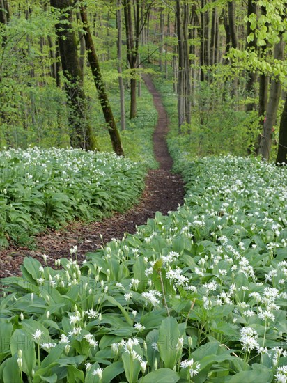 Hiking trail through the ramson (Allium ursinum) in spring through the beech forest, Teutoburg Forest, North Rhine-Westphalia, Germany, Europe