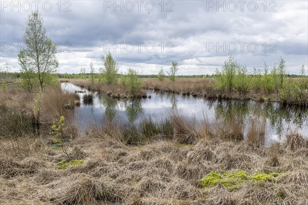 Moorland landscape with sprouting birch trees (Betula pendula), Emsland, Lower Saxony, Germany, Europe