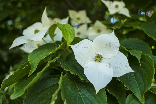 Close-up of flowering Asian flowering dogwood, Cornus kousa