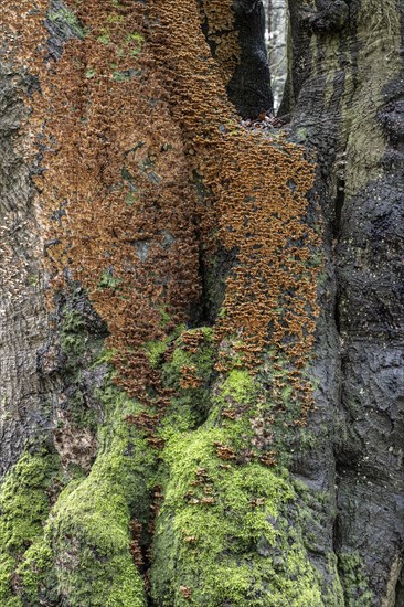 Bleeding oak crust (Stereum gausapatum), mass infestation on a copper beech (Fagus sylvatica), Emsland, Lower Saxony, Germany, Europe