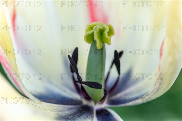 Detailed view of the stamen and pistil of a tulip in a garden. Bas Rhin, Alsace, France, Europe
