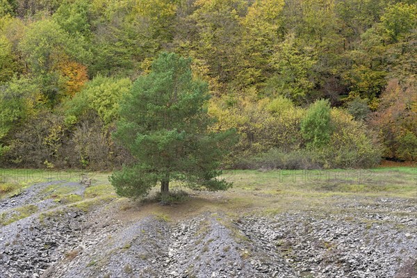 Solitary tree, pine (Pinus) growing on a slate heap, Eastern Eifel, Rhineland-Palatinate, Germany, Europe
