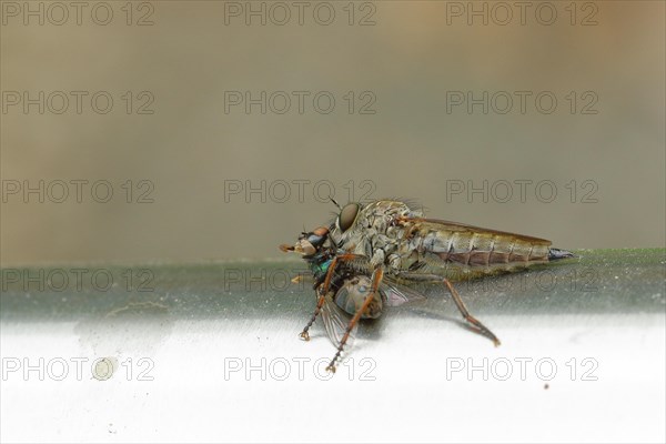 Robber fly, golden-tabbed robber fly (Eutolmus rufibarbis) eats a renewed fly, Wilnsdorf, North Rhine-Westphalia, Germany, Europe
