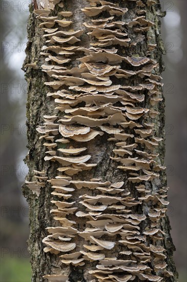 Butterfly tramete (Trametes versicolor), many fruiting bodies on a dead birch (Betula), Lower Saxony, Germany, Europe