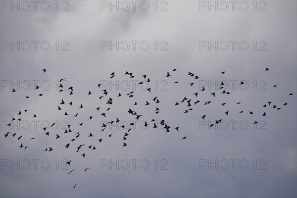Flock of starlings in flight, April, Saxony, Germany, Europe