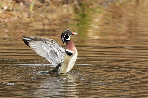 Wood duck (Aix sponsa), male flapping wings on a lake, City of Saint-Mathieu-du-Parc, province of Quebec, Canada, AI generated, North America