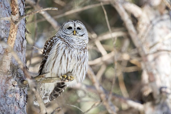 Barred owl (Strix varia) perched on a dead tree and watching, Forest of Yamachiche, province of Quebec, Canada, AI generated, North America