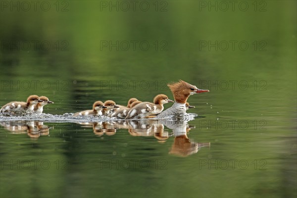 Common mergansers (mergus merganser), female swimming and carrying babies on her back, La Mauricie national park, province of Quebec, Canada, AI generated, North America